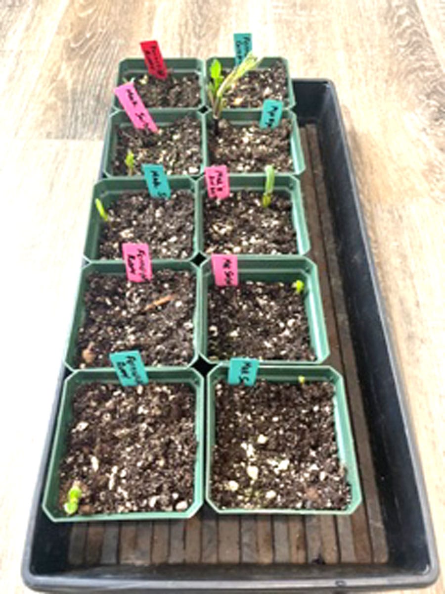 Get a head start for early dahlia blooms