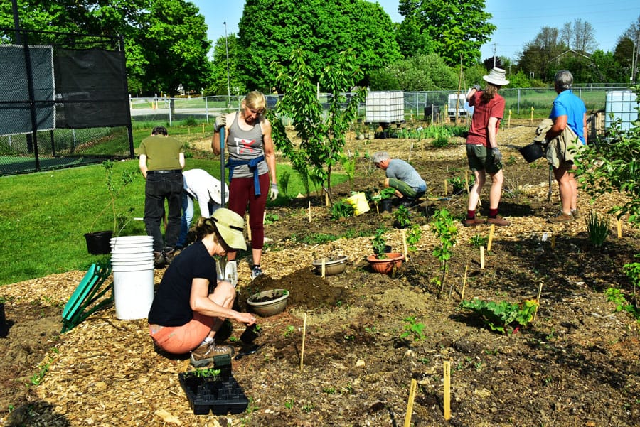 NeighbourWoods planting in The Food Forest