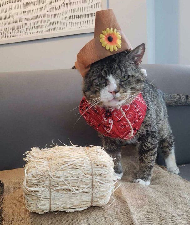 Arthur Animal Rescue Cooperative ‘will never leave a cat to suffer’