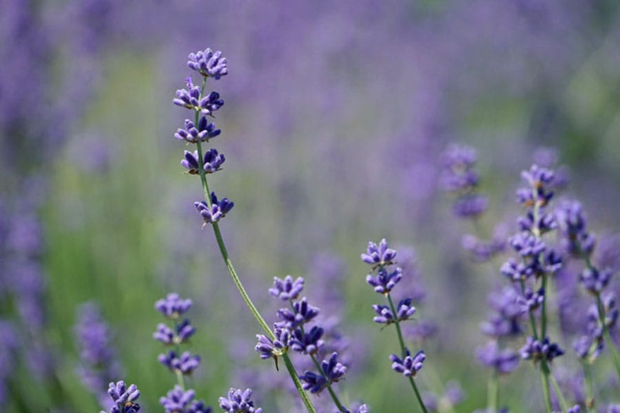 It smells amazing, can be used in food/craft projects – but how do you grow lavender successfully?
