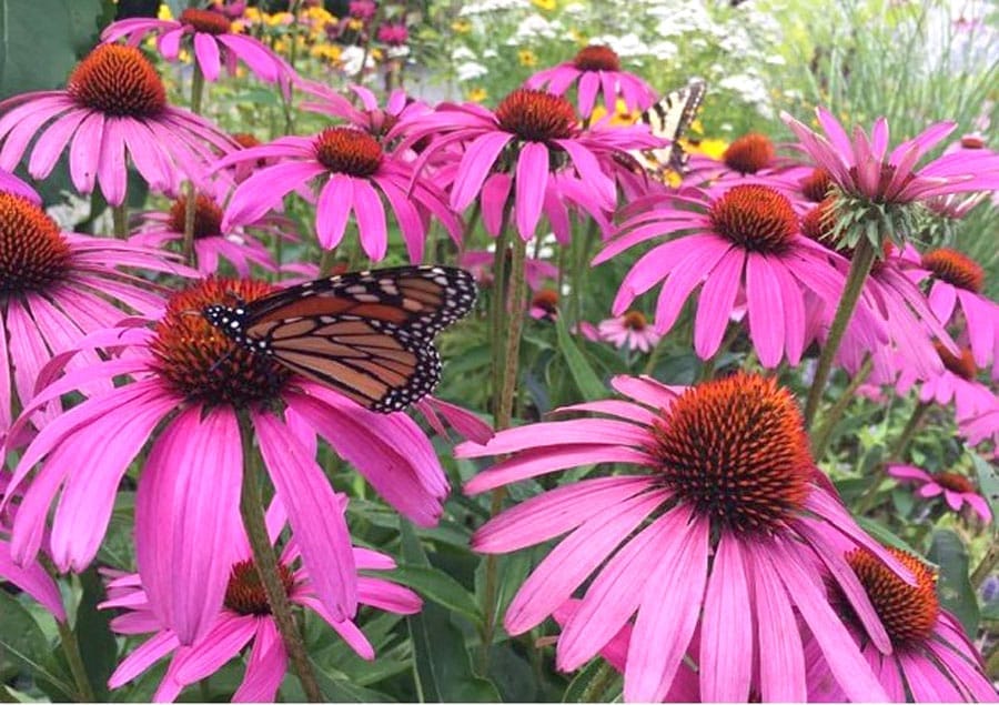 Put your garden on the ‘butterflyway’ by planting some pollinator favourites