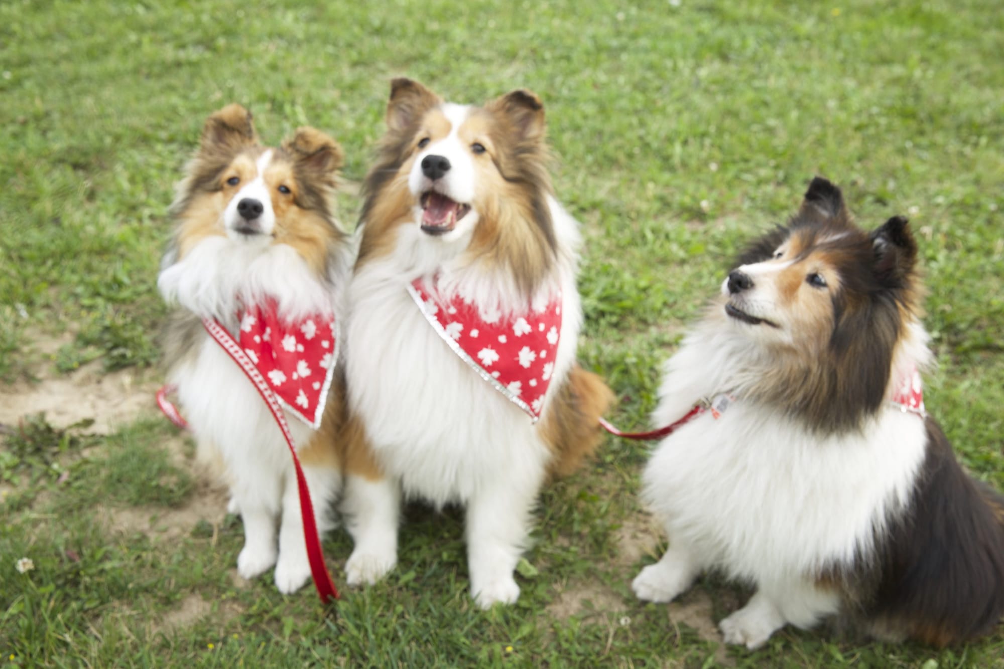 Fergus residents celebrate Canada Day at the Centre Wellington Community Sportsplex