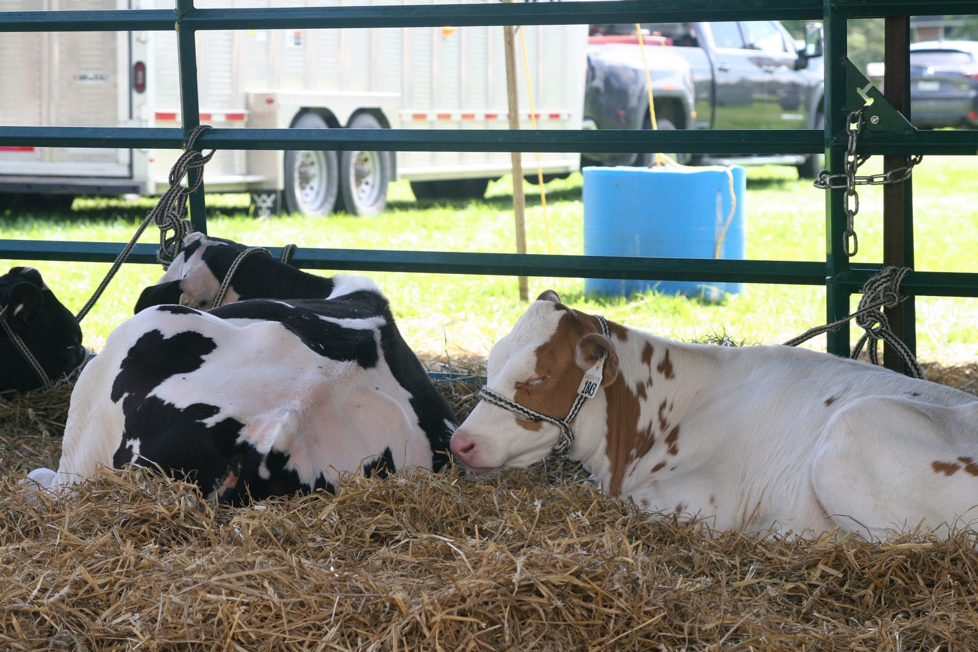 Lower-burp cows to be bred with methods based on U of G research