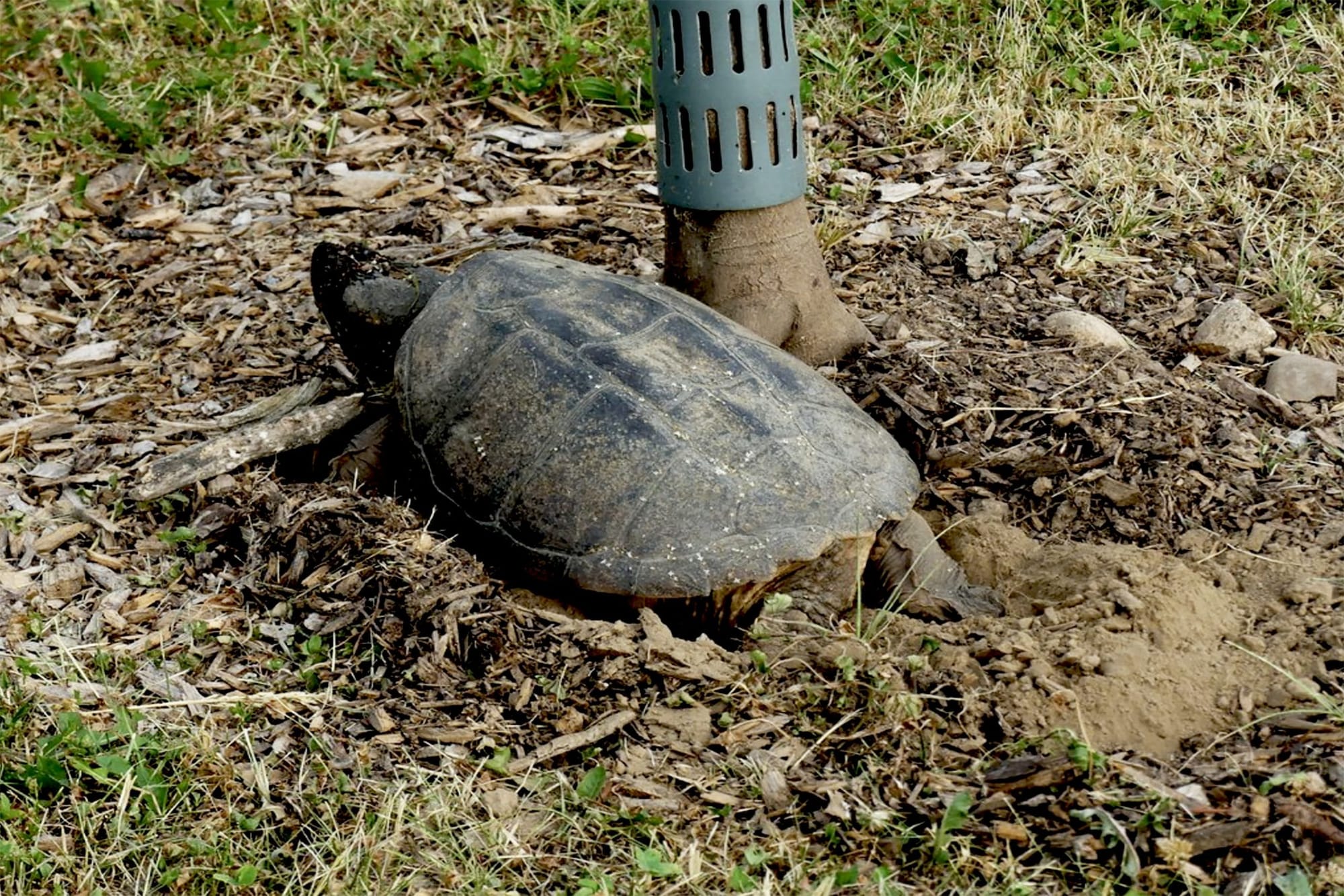 ‘Turtle season’ underway