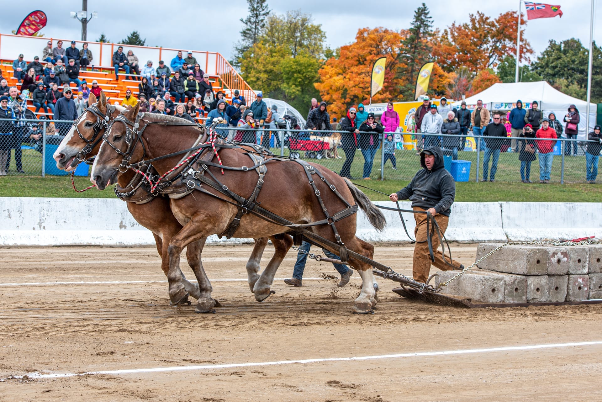 Erin Fall Fair Activities at the Equine Tent