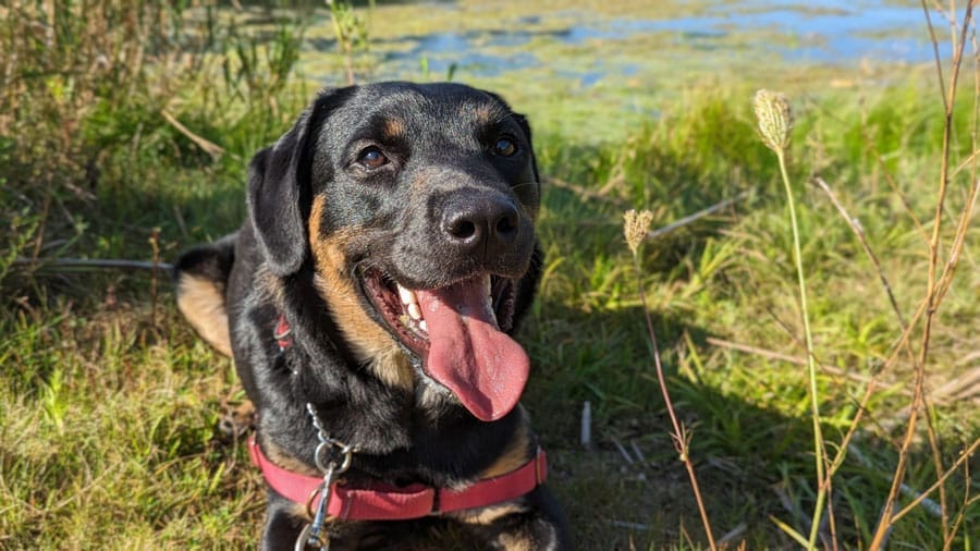 ‘Bark to School’ with the Guelph Humane Society