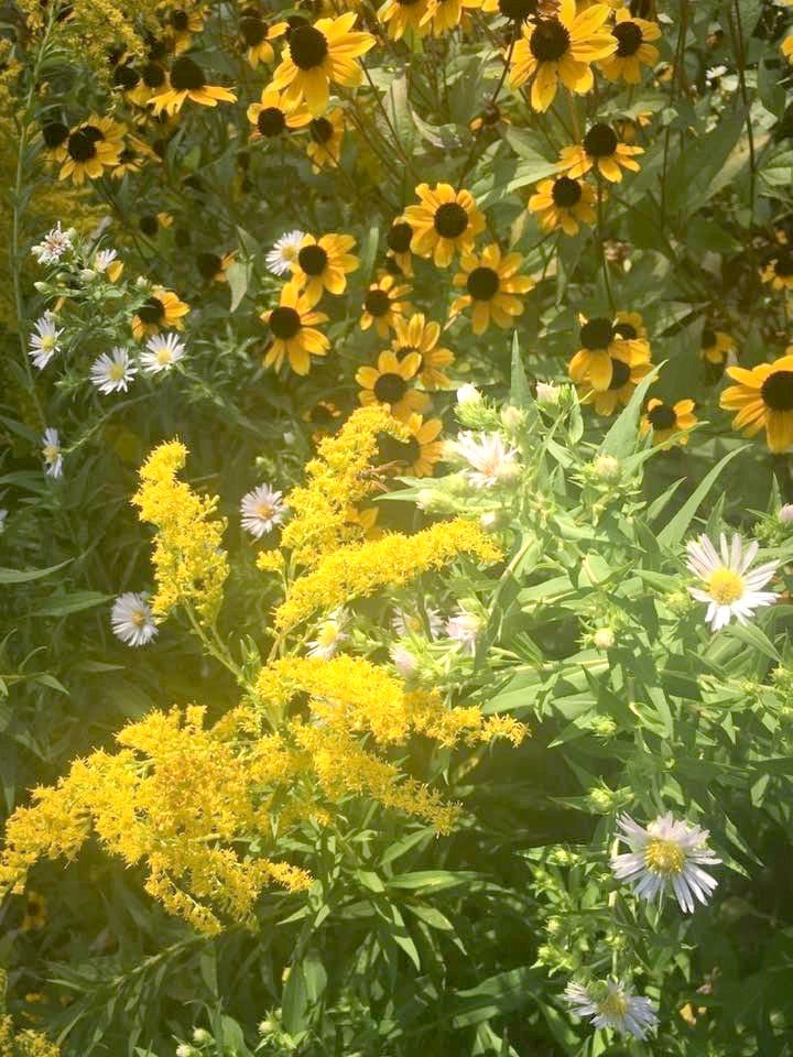 Naturalized gardens teeming with life