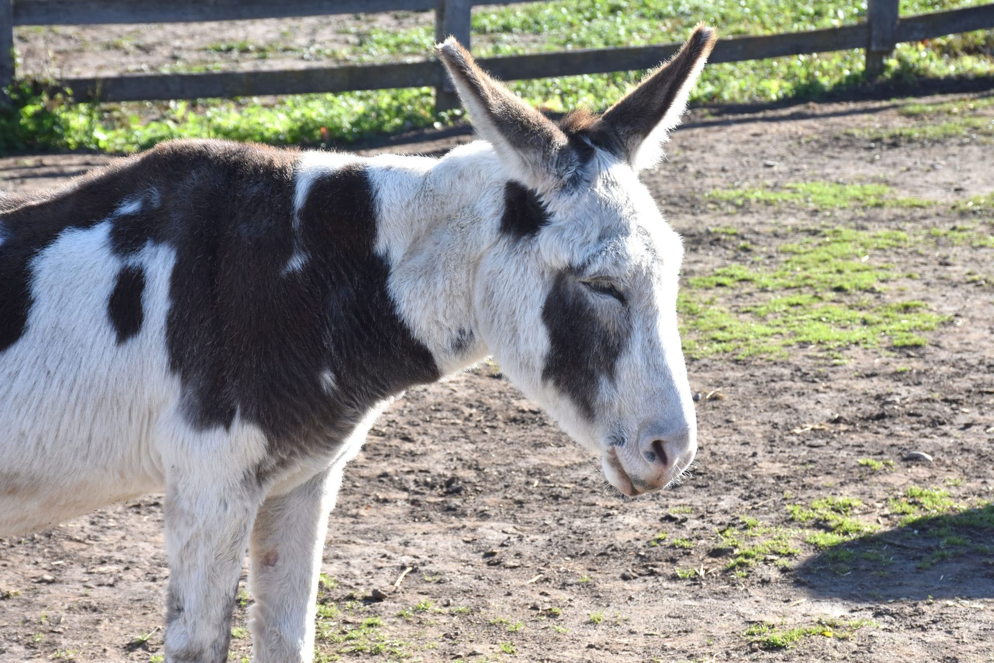 Donkey Sanctuary of Canada receives global sanctuary award for 2023