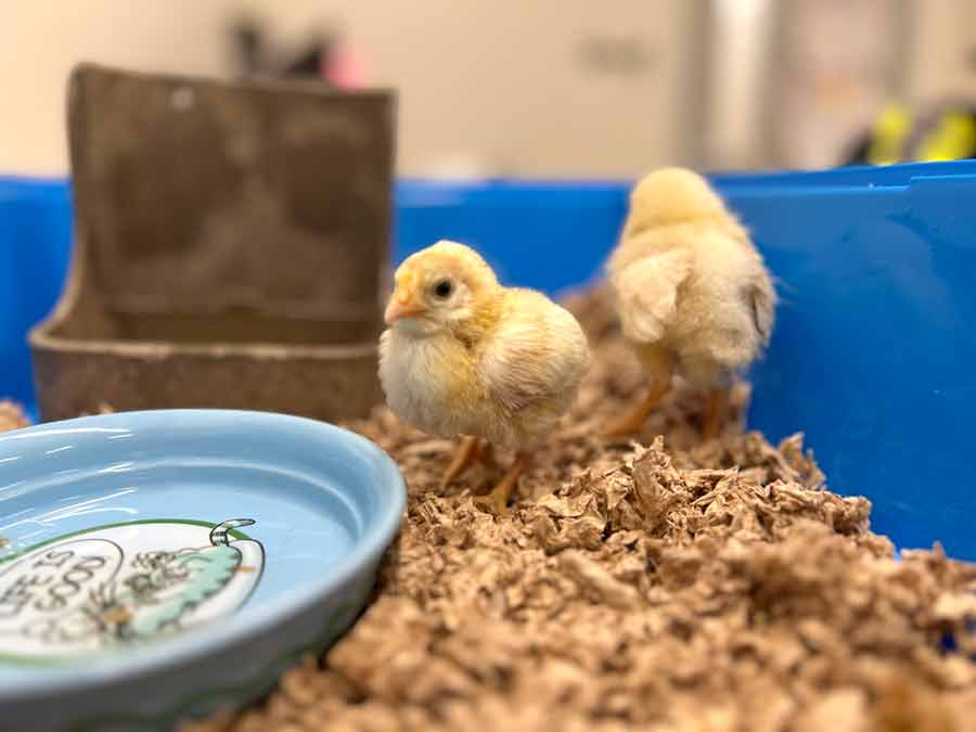 Three baby chicks abandoned in dumpster in Guelph; two survive