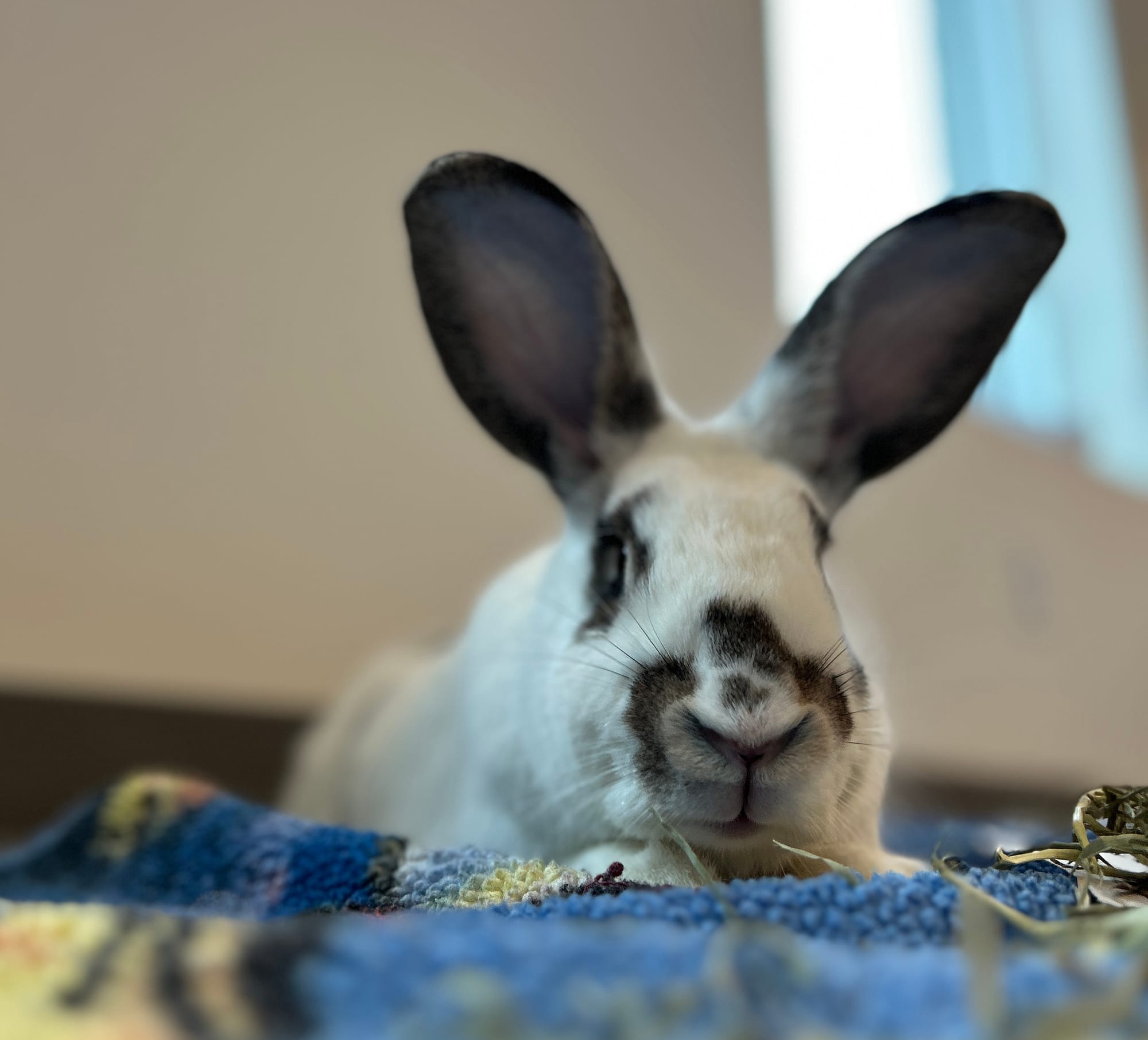 February is ‘adopt a rescued rabbit’ month