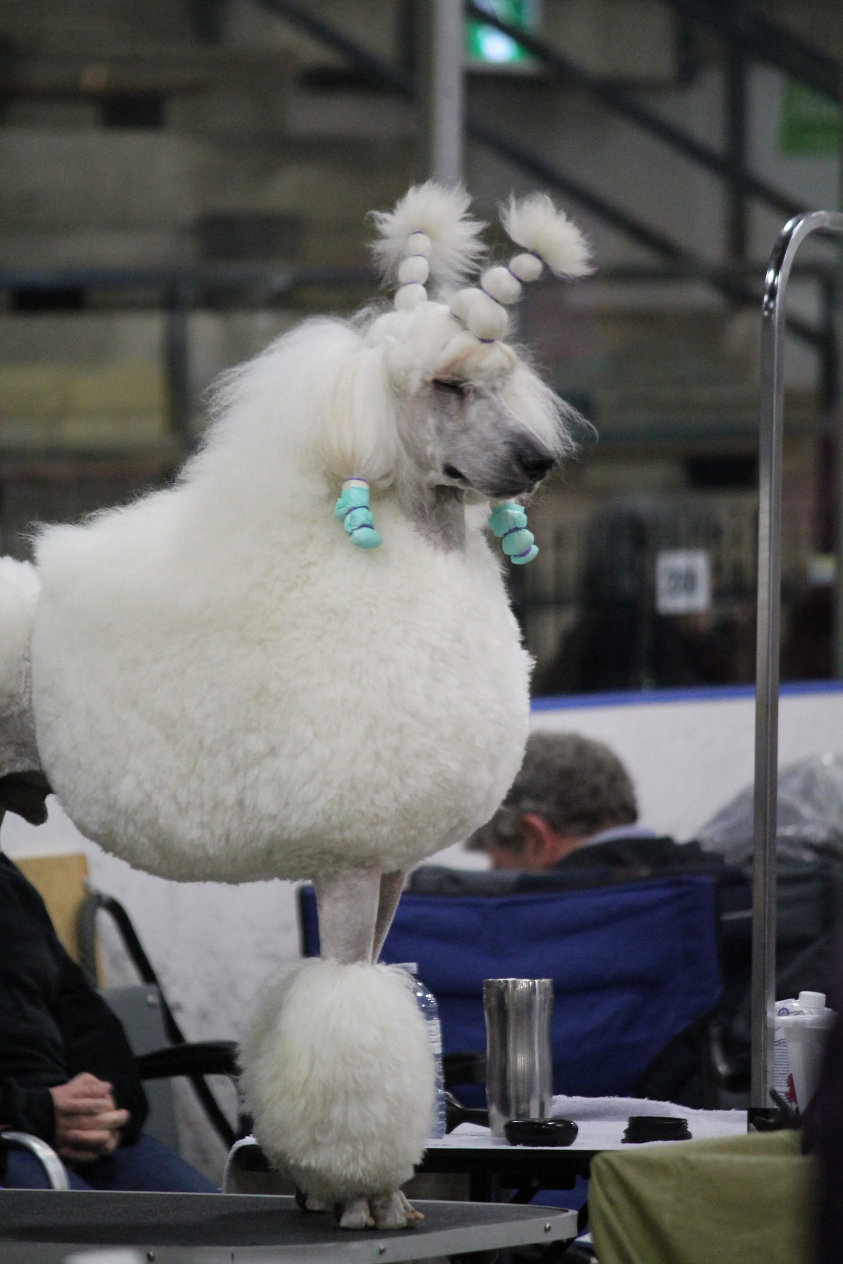 Guelph and District Kennel Club dog show comes to Fergus