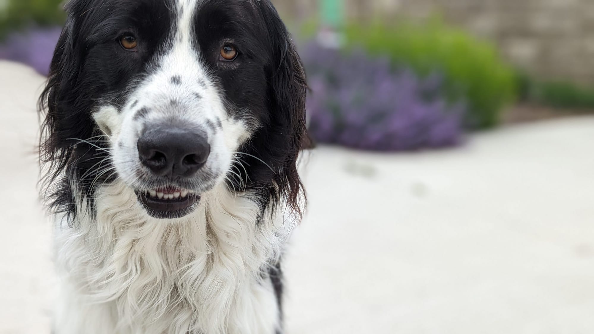 GHS encourages residents to consider impact of fireworks on pets and wildlife