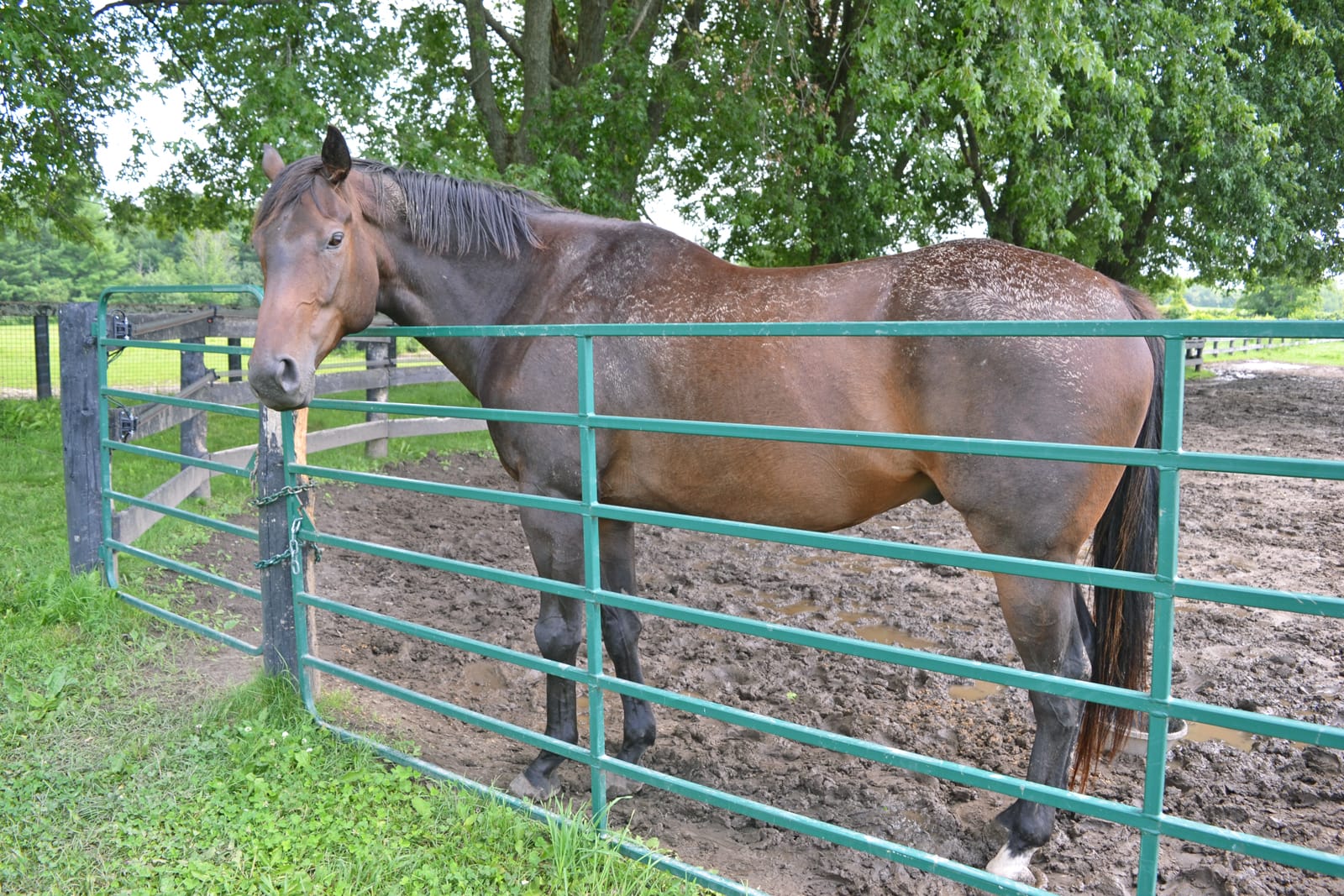 Horses’ eyes, ears, tails say a lot about how they feel