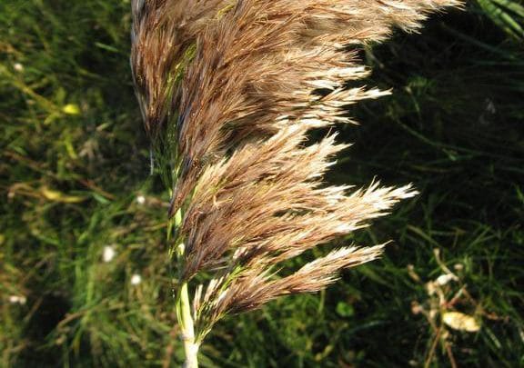 Province set to spend $16 million over three years to manage invasive plants