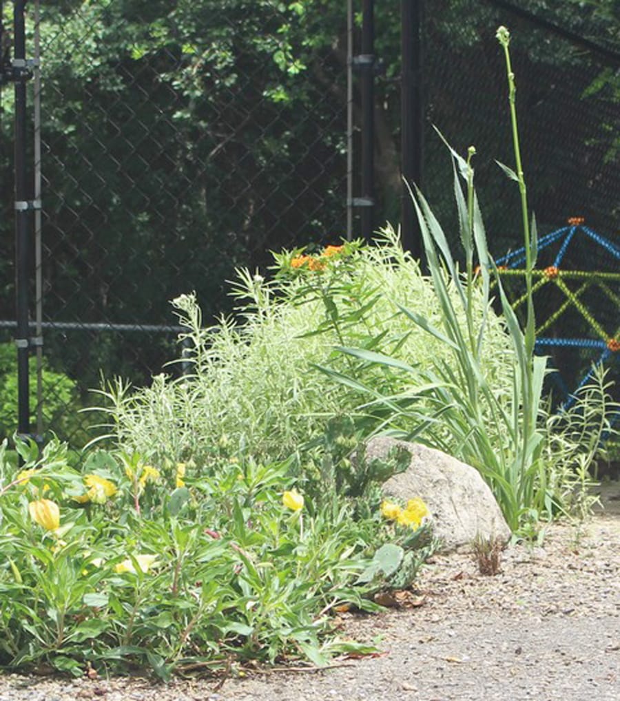 Got gravel in your garden? You can grow in that: master gardener