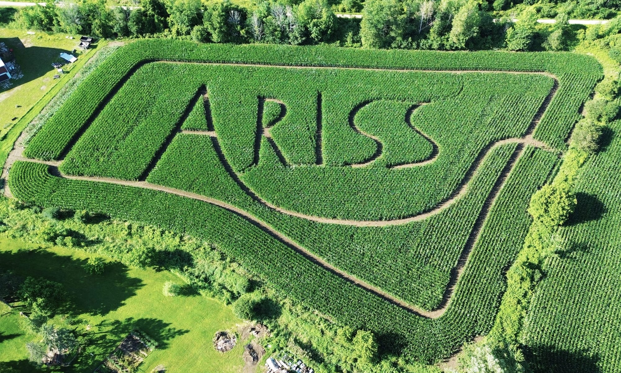 Family corn maze honours community  of Ariss