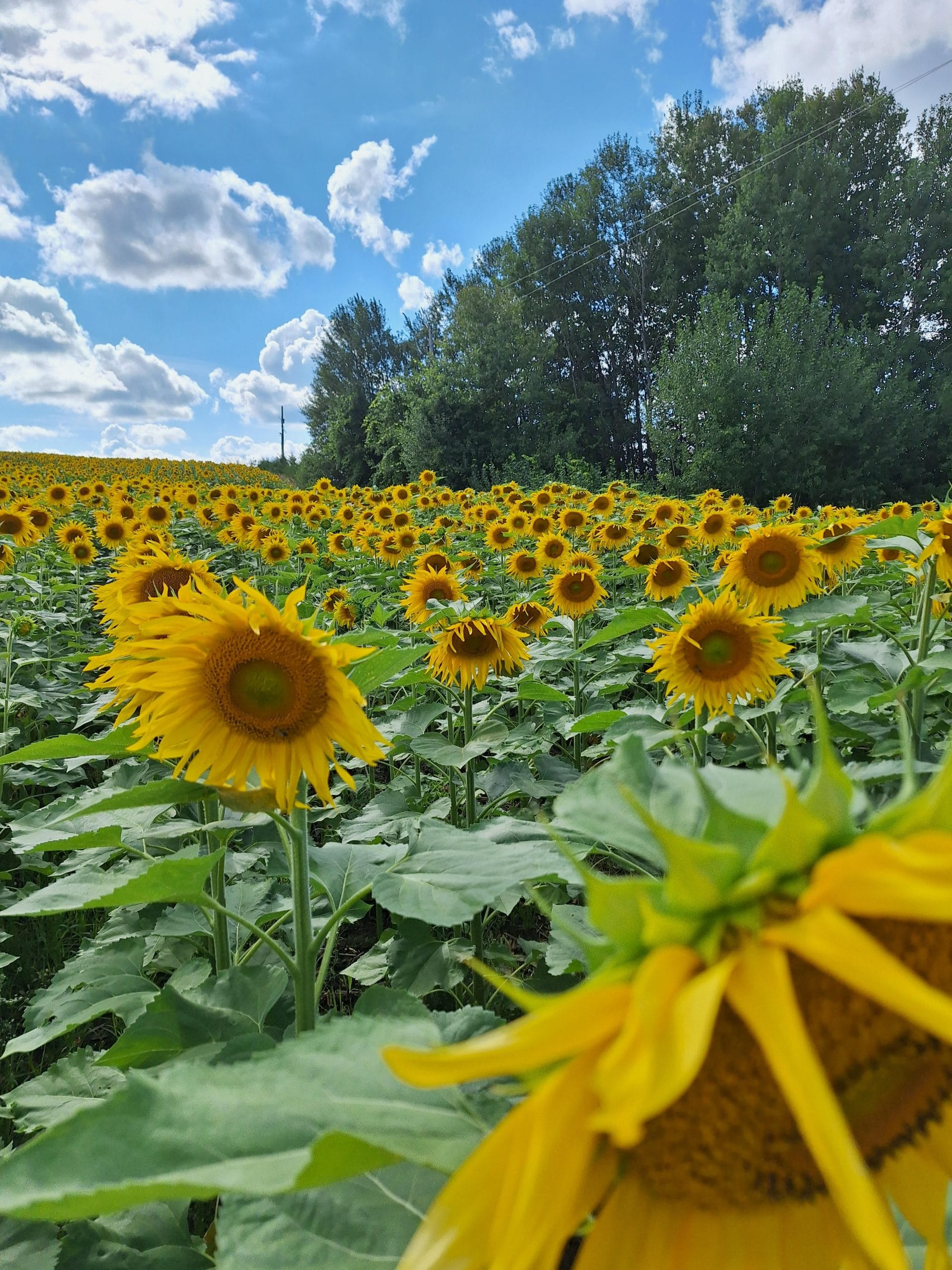 Holstein Foodgrains project celebrates 30 years
