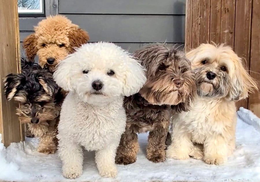 Elora Doggy Daycare pups welcome the cold