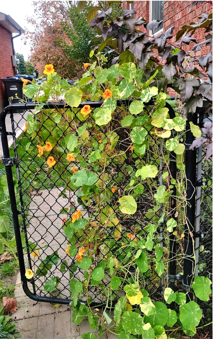 Have a small garden? Think about growing up