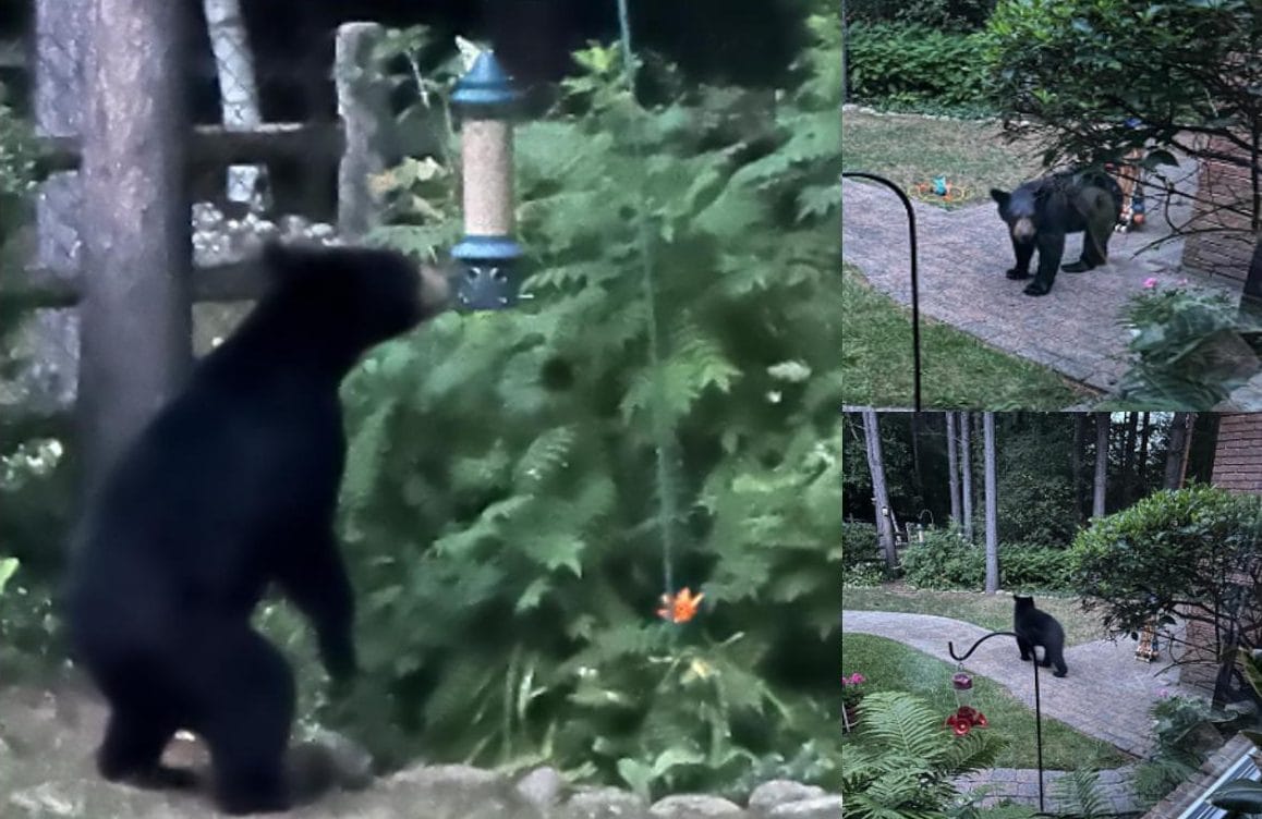 Police issue safety tips after bear spotted in Erin