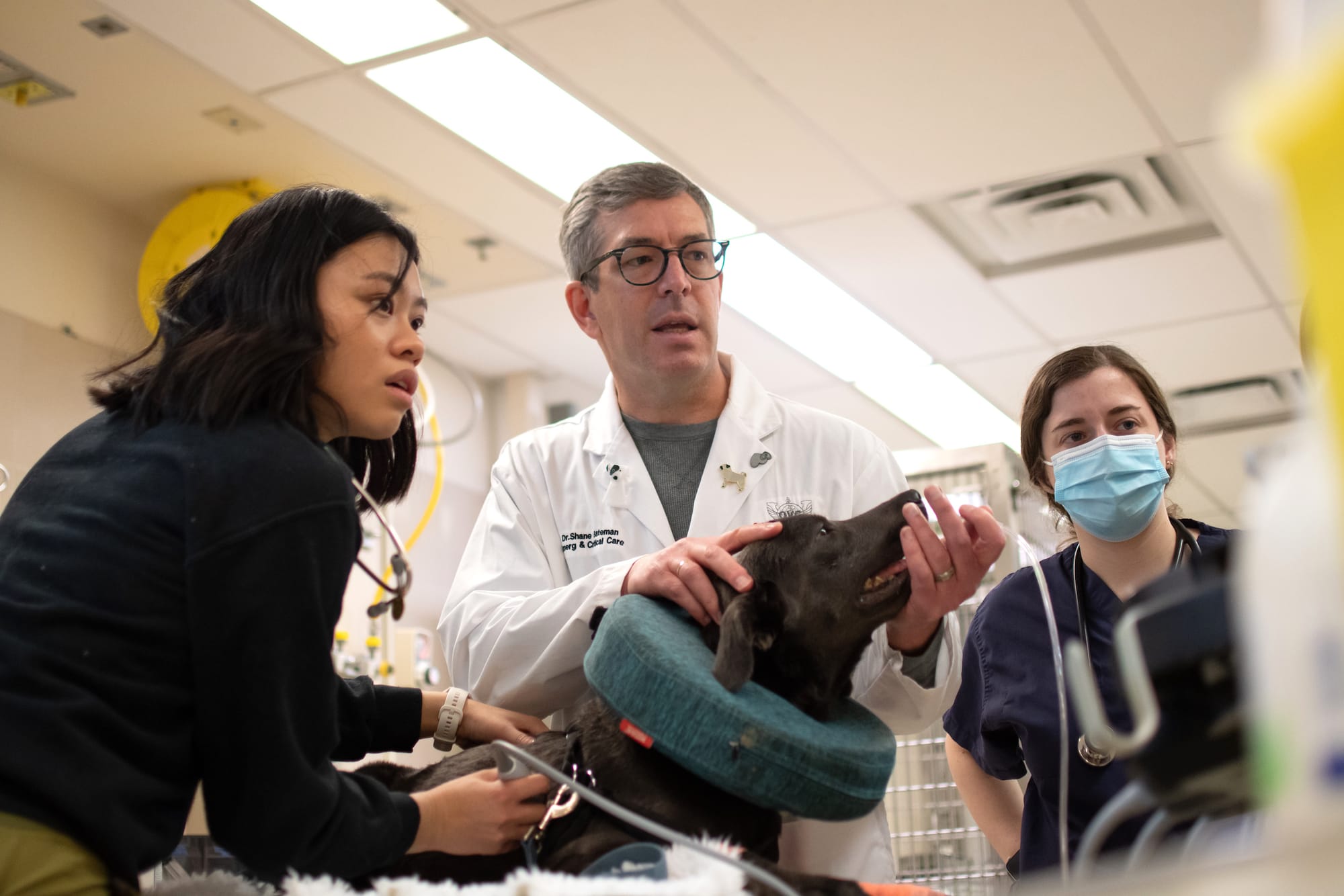 Forensic vet teaches students to identify, report animal abuse/neglect