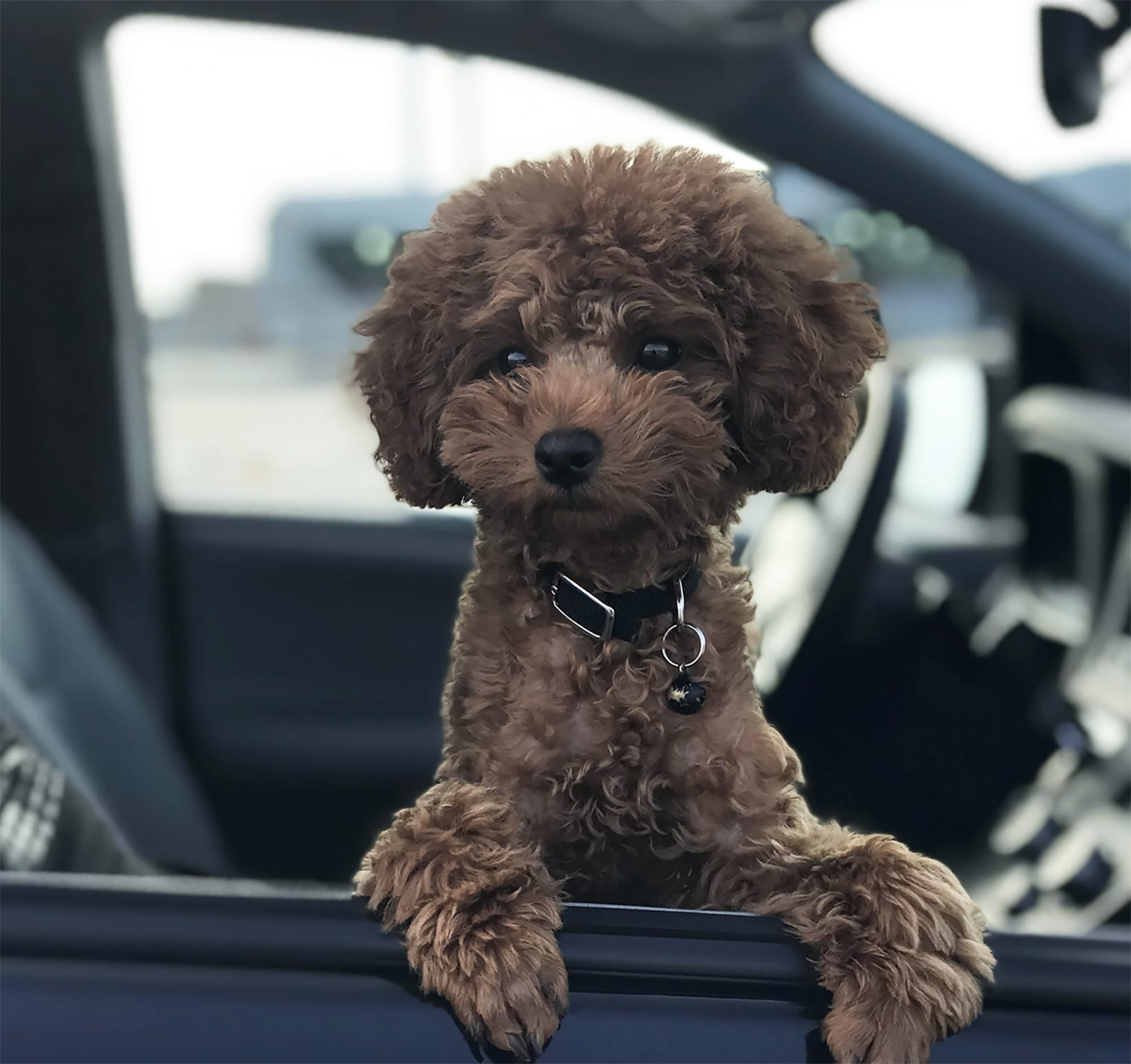 New pet loss, grief resources launched by OVC Pet Trust