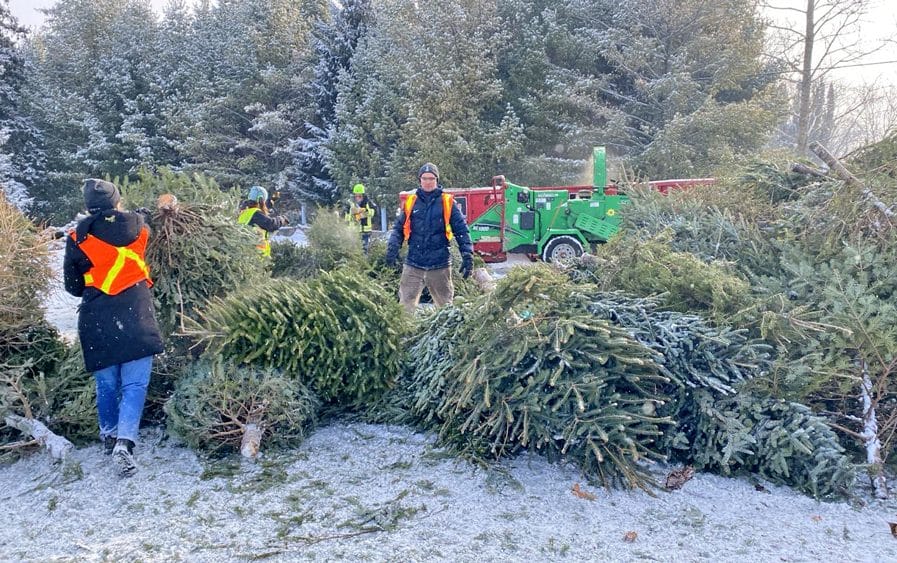 What happens after the holidays? Tips for giving Christmas trees a second life