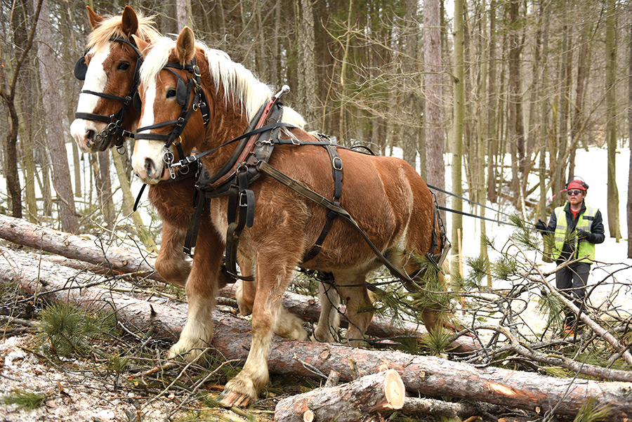 Logging with horses heritage meets hard work