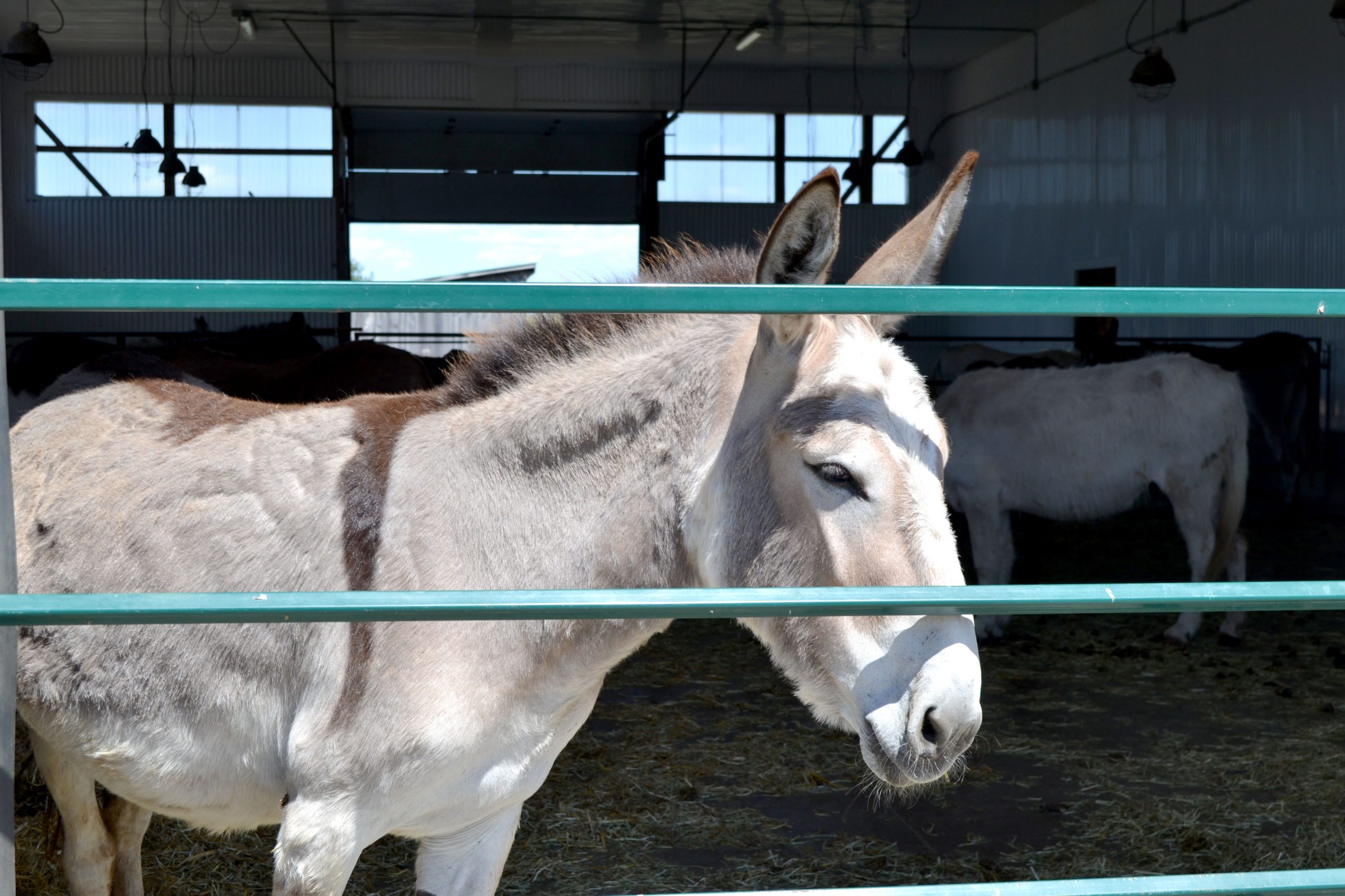 Donkey sanctuary opens gates to public for first time in 17 months