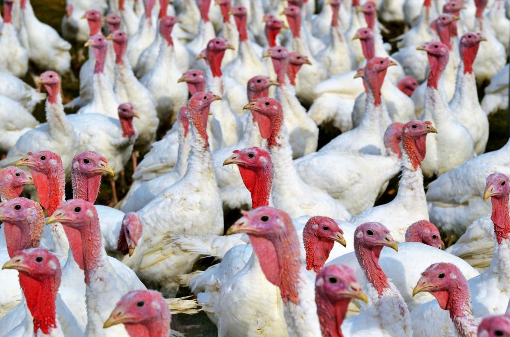 Avian influenza discovered in two flocks in Wellington County